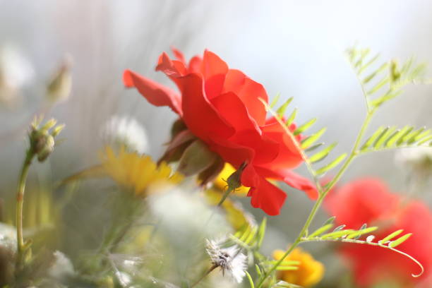 a postcard with scarlet roses among wildflowers