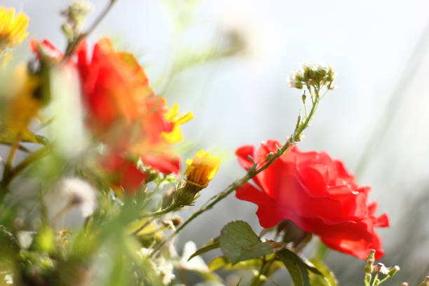 a postcard with scarlet roses among wildflowers