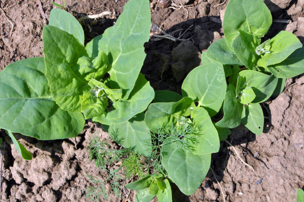 istock Orach (Atriplex hortensis) grows in the garden 1420431777