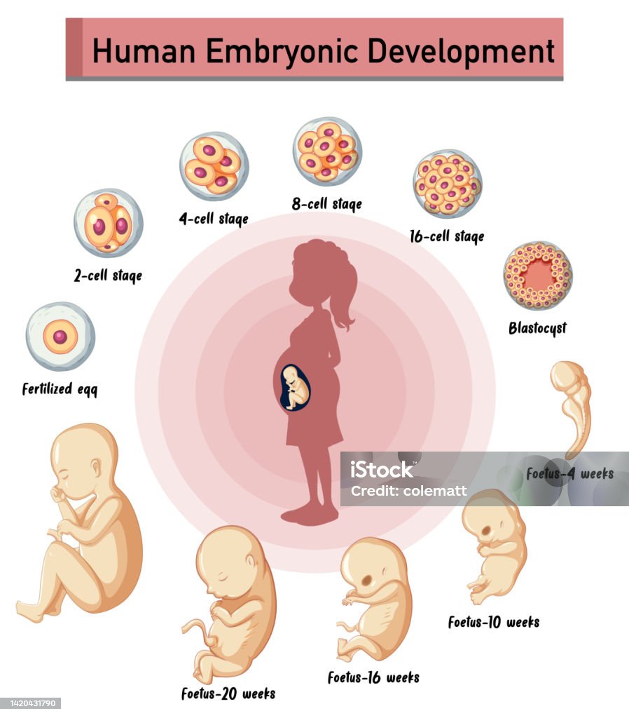Humanize Embryonic Development Human Embryonic Development In Human Infographic Stock Illustration ...