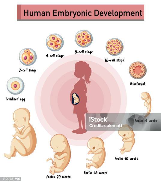Embryonic Development Patterns Human Embryonic Development In Human Infographic Stock Illustration ...