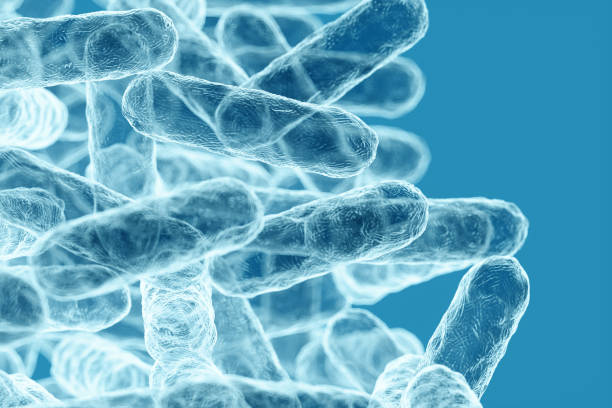 istock Enterobacteriaceae, gram-negative rod-shaped bacteria, part of intestinal microbiome and causative agents of different infections, 3D rendering. Escherichia coli, Klebsiella, Enterobacter and other 1420432137