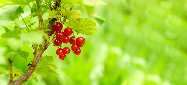 Branch with berries fresh ripe red currant in a garden. Summer time. Selective focus. Copy space