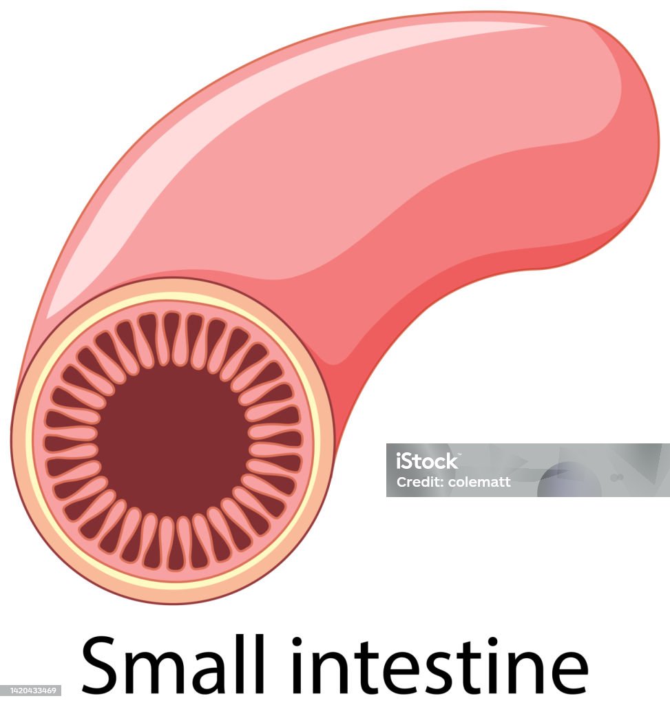 만화 스타일의 소장 융모에 대한 스톡 벡터 아트 및 기타 이미지 - 융모, 해부학, 개념 - iStock