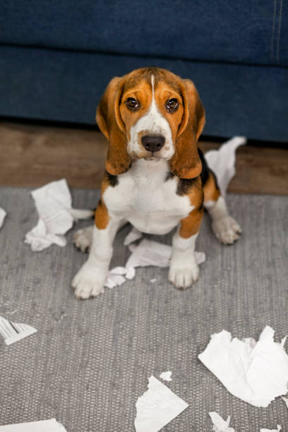 istock The beagle puppy is playing pranks at home 1420433471