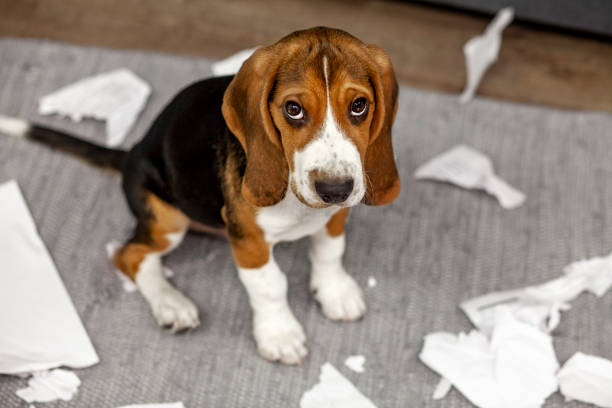 istock The beagle puppy is playing pranks at home 1420433472