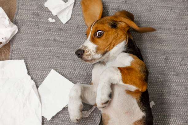 istock The beagle puppy is playing pranks at home 1420433762