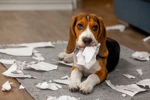 The beagle puppy tore up paper documents