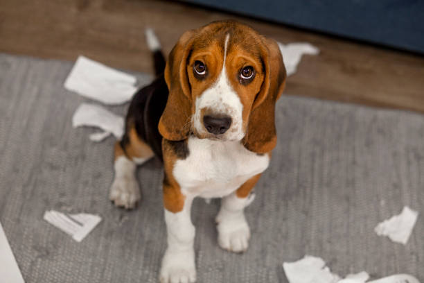 istock The beagle puppy is playing pranks at home 1420433778