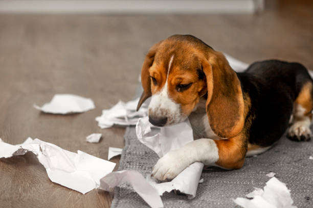 istock The beagle puppy is playing pranks at home 1420433797