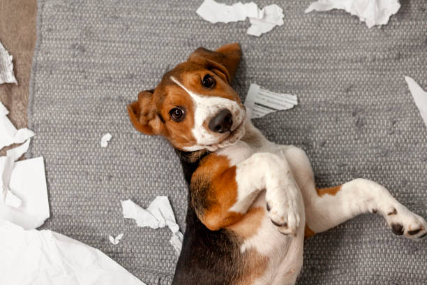 istock The beagle puppy is playing pranks at home 1420434504