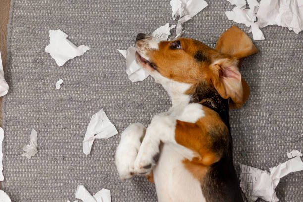 istock The beagle puppy is playing pranks at home 1420434528