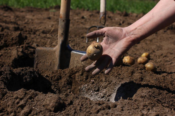 Asian man harvesting potatoes in the vegetable garden