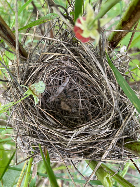 istock Empty birds nest, branch covered with green leaves. Selective focus. Vertical photo 1420434881