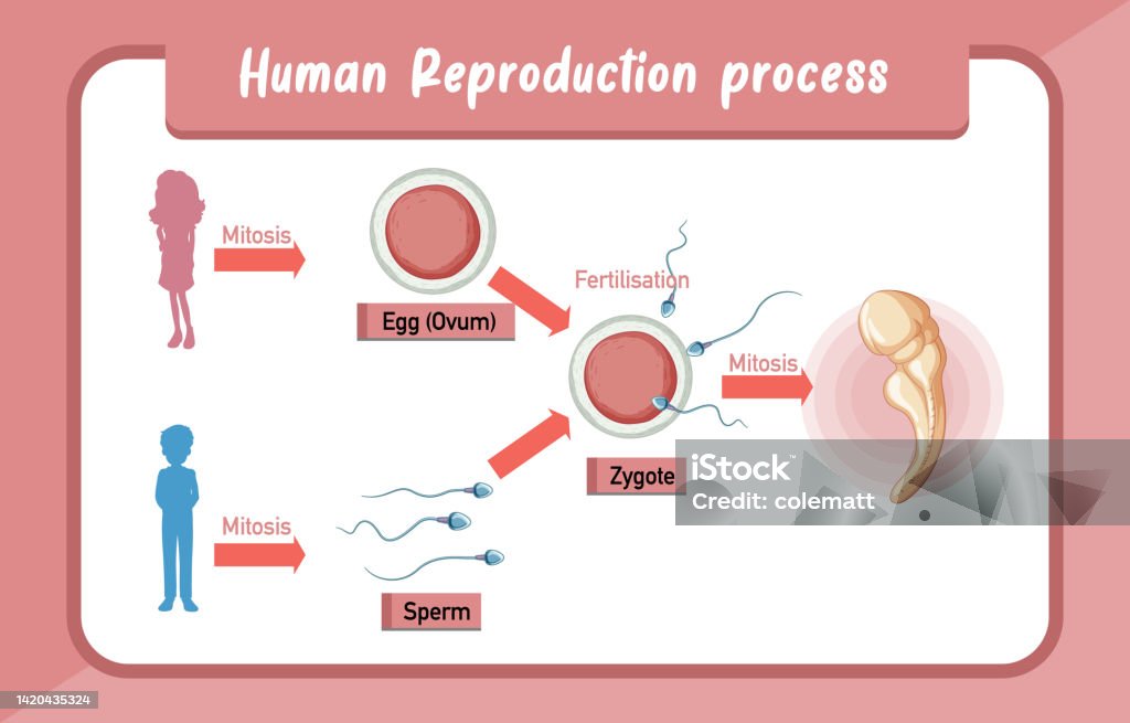 Reprouction Process Human Reproduction Process Infographic Stock Illustration - Download ...