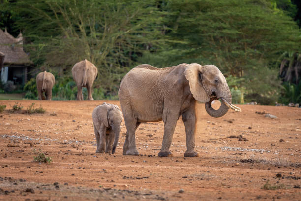 istock African bush elephant with calf outside lodge 1420436169