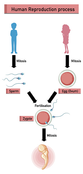 Reprouction Process Diagram Showing Human Reproduction Process Stock Illustration ...