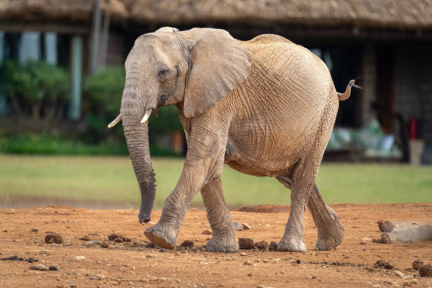 istock African bush elephant walking past lodge buildings 1420436690