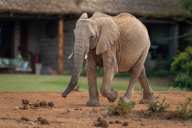 istock African bush elephant strolls past safari lodge 1420436719