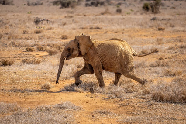 istock African bush elephant runs across sunny savannah 1420438103