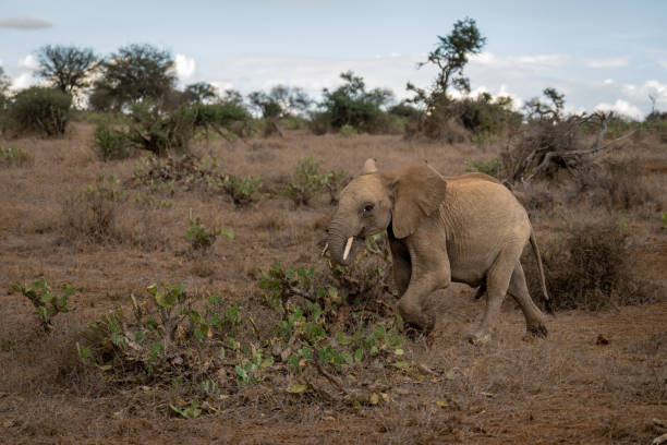African bush elephant crosses slope lifting foot