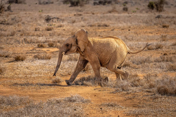 istock African bush elephant gallops across sunny savannah 1420438223