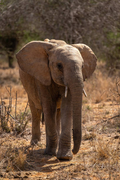 istock African bush elephant approaches camera in savannah 1420438280