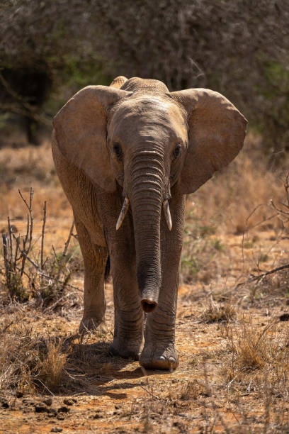 istock African bush elephant approaches camera on savannah 1420438284