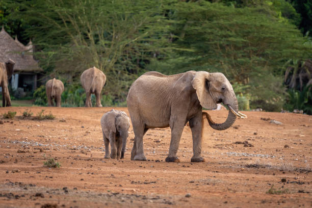 istock African bush elephant and calf outside lodge 1420438302