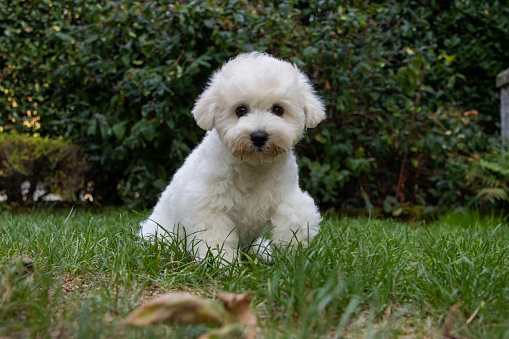 A Bichon Frisé, meaning curly hair dog, is a small breed of dog of the bichon type
