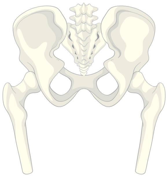 Groin Vector Groin Anatomy Male Illustrations, Royalty-Free Vector Graphics & Clip ...