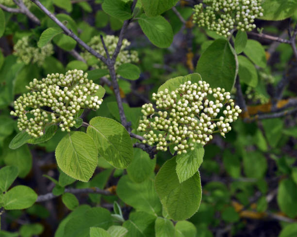 istock Viburnum (Viburnum lantana) blooms in spring 1420440898