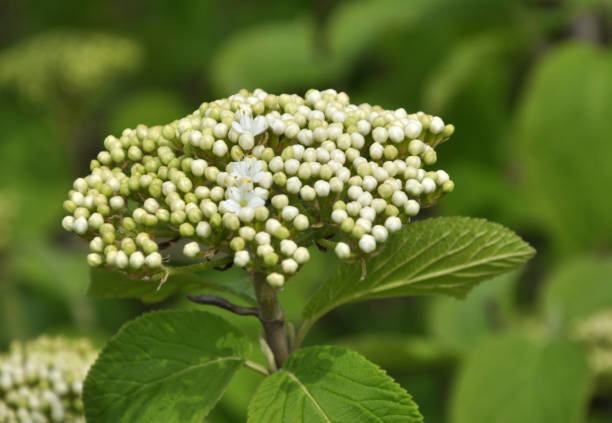 viburnum (viburnum lantana) blüht im frühling - wayfaring stock-fotos und bilder