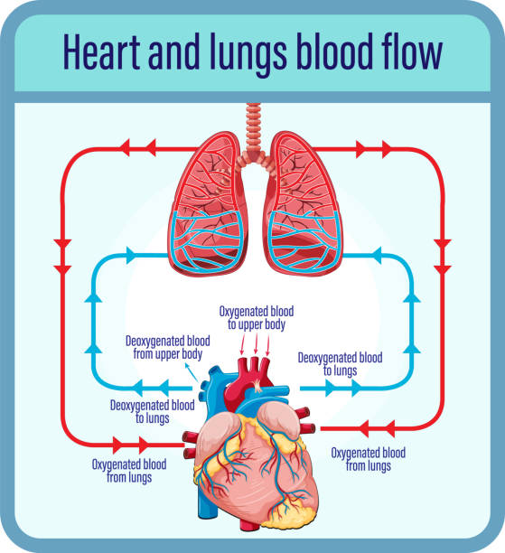 Diagram showing blood flow of human heart Diagram showing blood flow of human heart illustration clip art of a diagram of human lungs stock illustrations