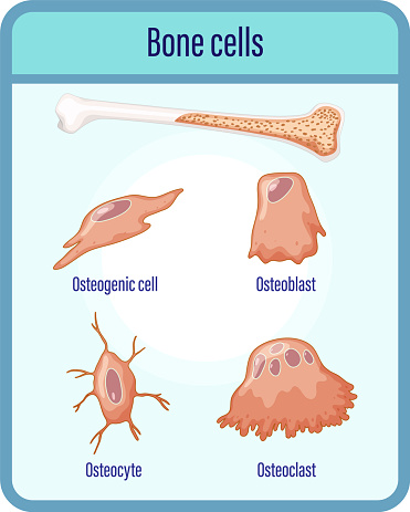 Human bone cells anatomy illustration