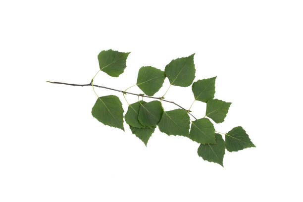 istock one birch tree branch close up isolated on white background. 1420442108