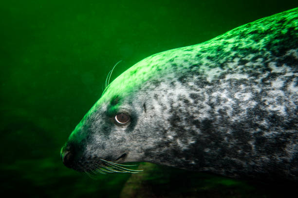 This is a seal in the zoo enclosure.