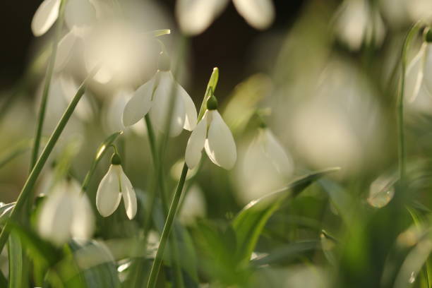 istock Close up of snowdrops from low angle 1420446984