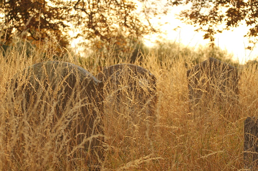 Grave stones in low evening sun light overgrown with long grass with tree branches above