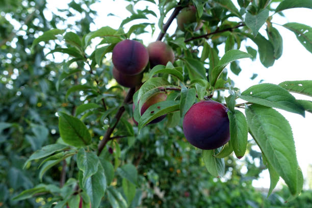 istock a large amount of red plums between the leaves on the plum tree, 1420452296