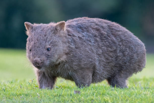 common wombat - common wombat imagens e fotografias de stock