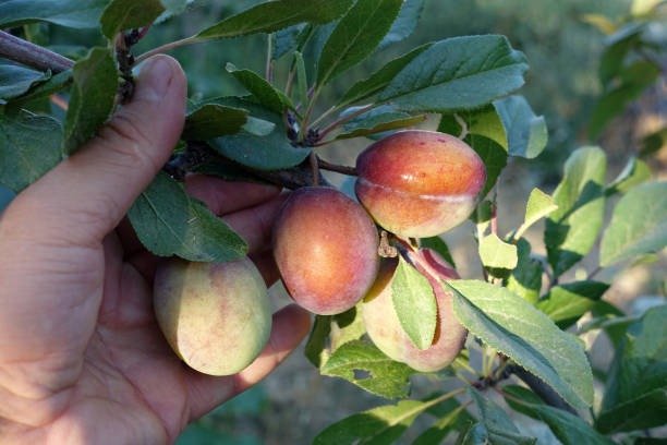 istock large red natural plums that begin to ripen on the tree, 1420454963