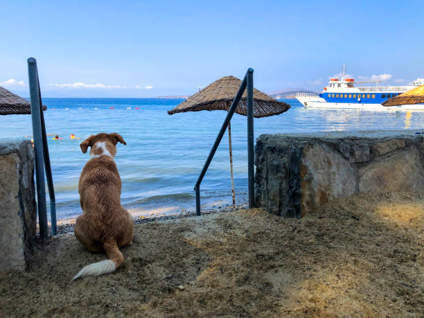 Dog watching the sea on the beach