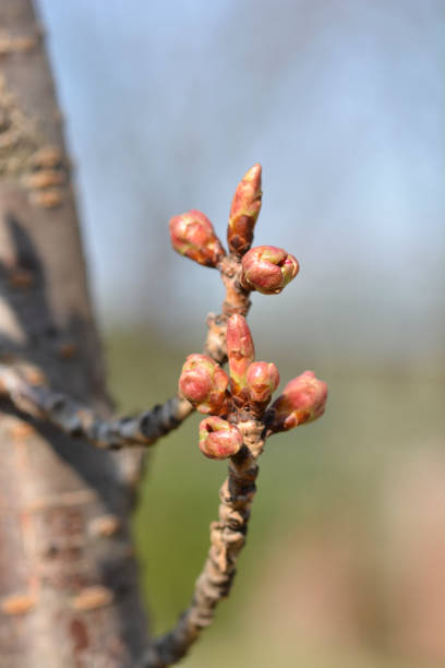 istock Japanese flowering cherry Kanzan 1420456551