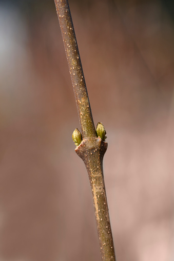 Carolina allspice branch with leaf buds - Latin name - Calycanthus floridus