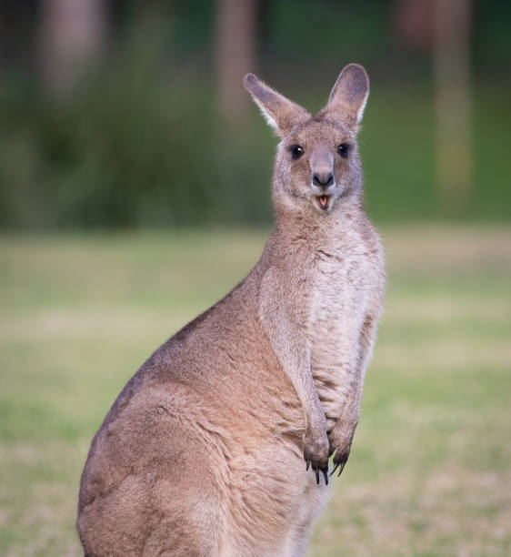 Grey kangaroo Grey kangaroo with a funny expression, Kangaroo Valley, New South Wales eastern gray kangaroo stock pictures, royalty-free photos & images