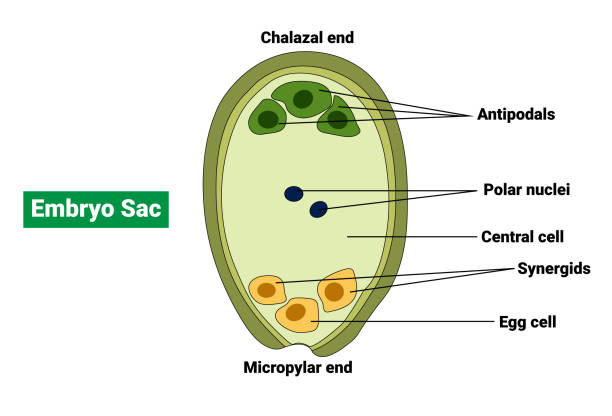 embryonensack eines angiosperms - pollenkorn stock-grafiken, -clipart, -cartoons und -symbole