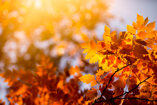 Autumn background with orange leaves and sunlight. Leaves in autumn forest.