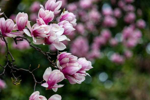 istock pink magnolia blooms 1420462284