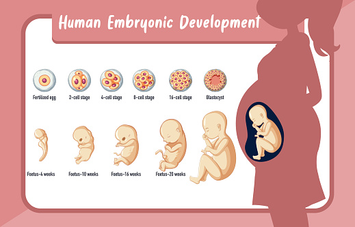 Human Embryonic Development In Human Infographic Stock Illustration ... Biology Diagrams